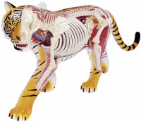 Photos - 3D Puzzle 4D Master Tiger Anatomy Model 26105 