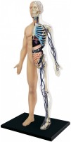 Photos - 3D Puzzle 4D Master Half Cleared Human Body Anatomy Model 26085 