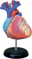 Photos - 3D Puzzle 4D Master Heart Anatomy Model 26052 