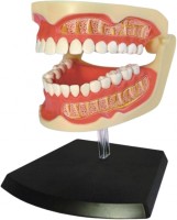 Photos - 3D Puzzle 4D Master Adult Dentures 626015 