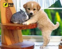 Photos - Mouse Pad Pod myshku Puppy 