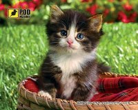 Photos - Mouse Pad Pod myshku Kitten in a Basket 